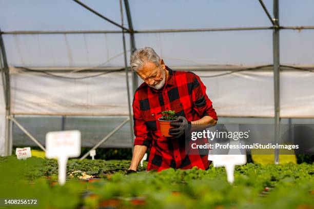 un uomo anziano tiene in mano un vaso di piante e ne ispeziona i progressi. - homegrown produce foto e immagini stock