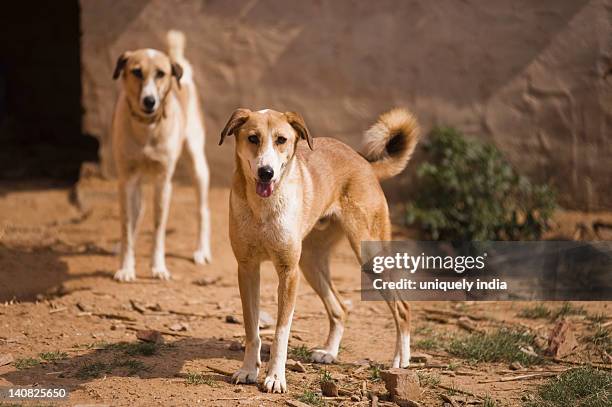 two dogs standing in a field, farrukh nagar, gurgaon, haryana, india - stray animal stock pictures, royalty-free photos & images