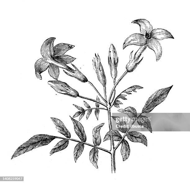 113点のジャスミンイラスト素材 Getty Images 113点のジャスミンイラスト素材 Getty Images