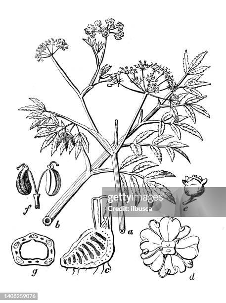 antique engraving illustration: cicuta virosa, cowbane, northern water hemlock - cicuta virosa stock illustrations