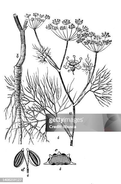 antique engraving illustration: fennel, foeniculum vulgare - fennel stock illustrations