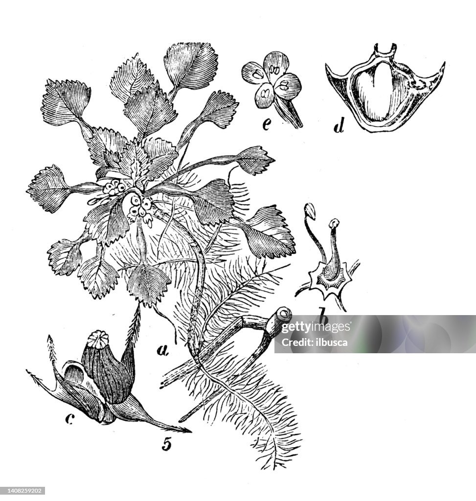 Antique engraving illustration: water caltrop, Trapa natans