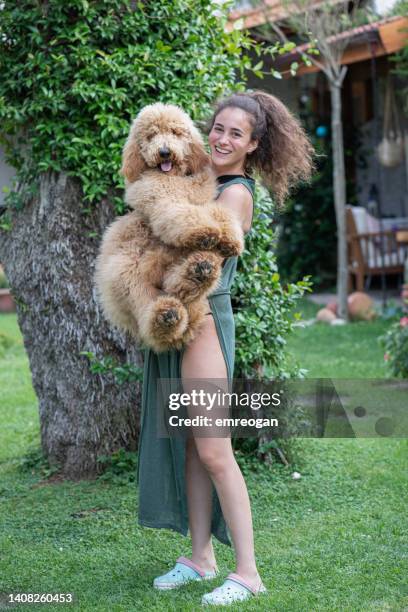 woman with her giant poodle dog on her lap - big hug stock pictures, royalty-free photos & images