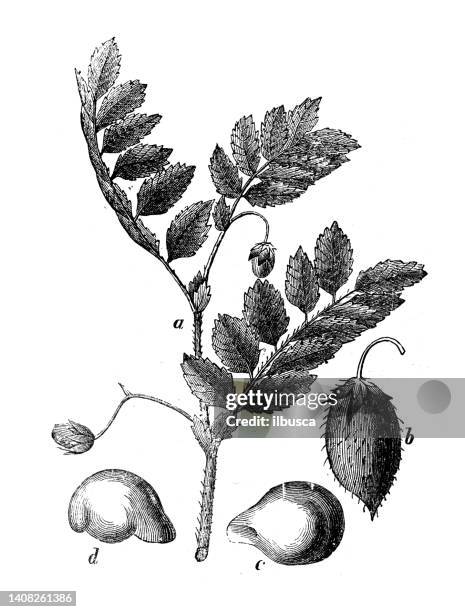 antique engraving illustration: chickpea, cicer arietinum - hummus stock illustrations