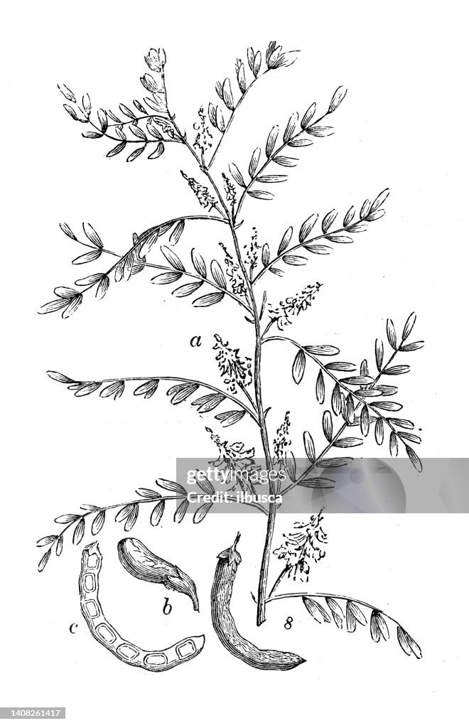 Antique engraving illustration: Indigofera suffruticosa, Guatemalan indigo