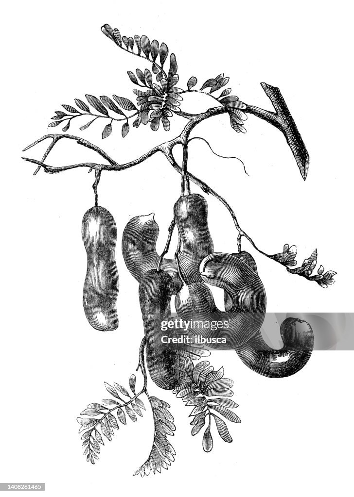 Antique engraving illustration: Tamarind, Tamarindus indica