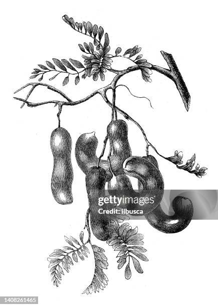 antique engraving illustration: tamarind, tamarindus indica - tamarind stock illustrations