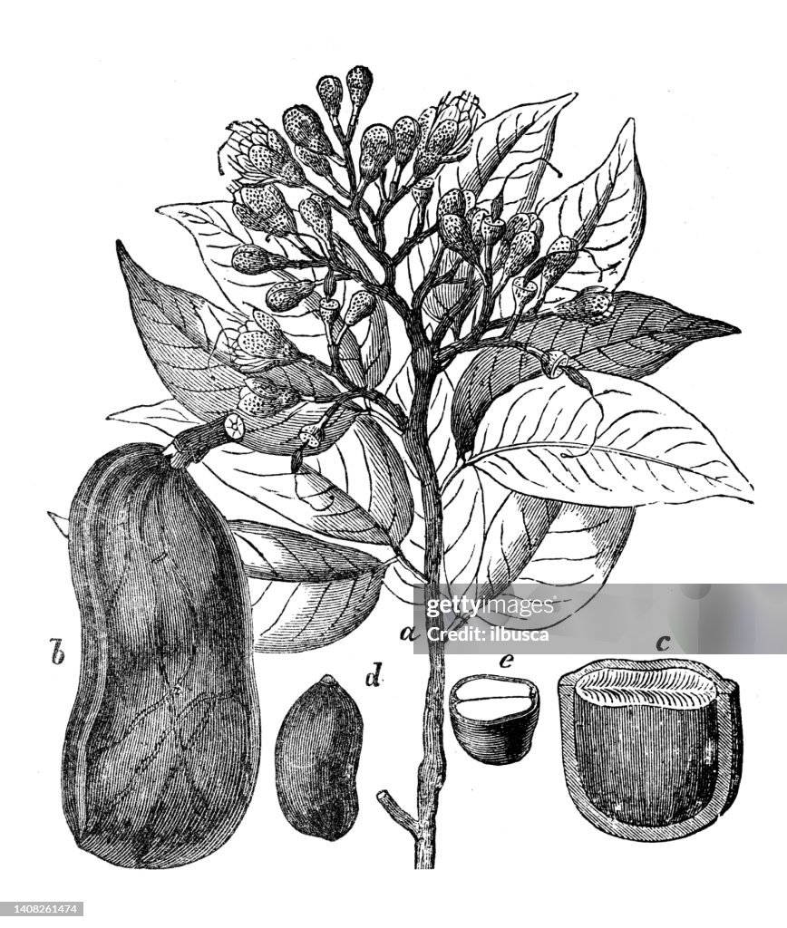 Antique engraving illustration: Hymenaea courbaril, courbaril, West Indian locust