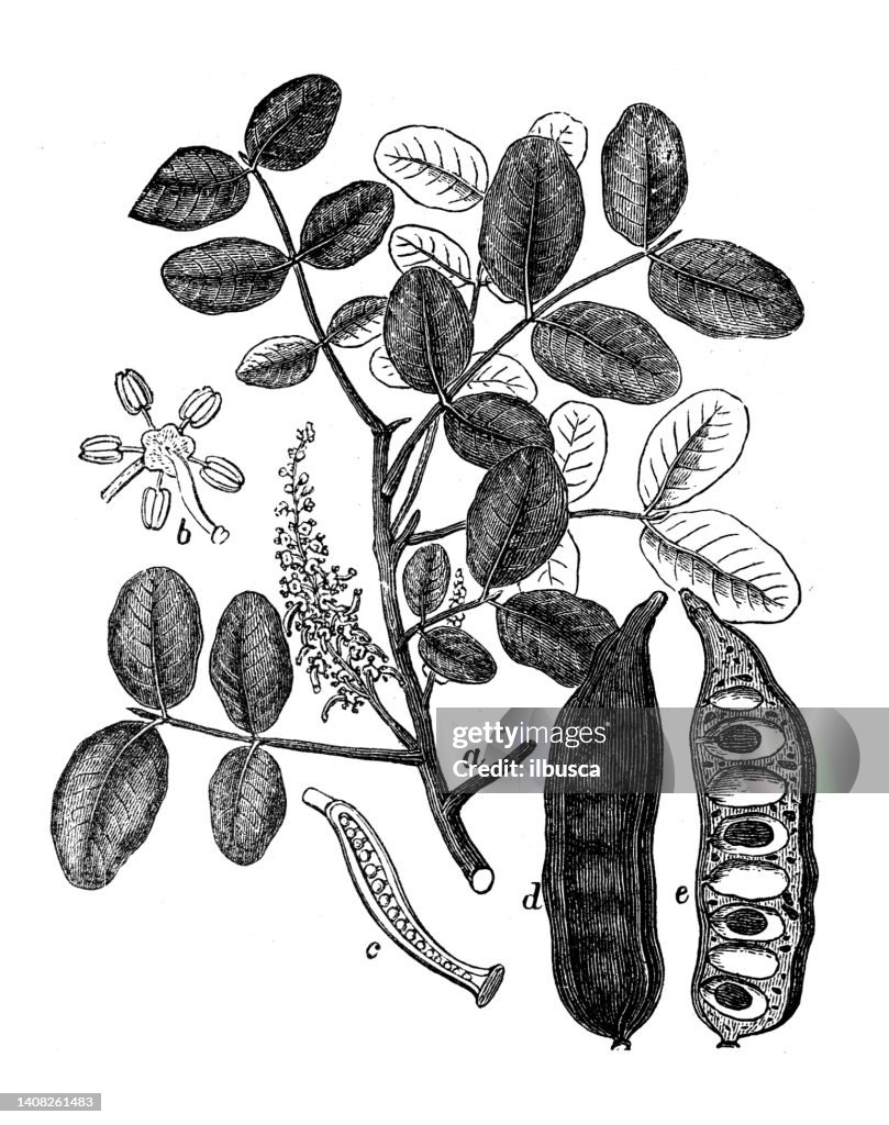 Antique engraving illustration: carob, Ceratonia siliqua