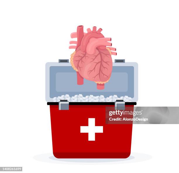 human heart collected for transplantation. - smaller organ stock illustrations