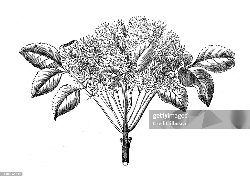 Antique engraving illustration: Fraxinus ornus, manna ash