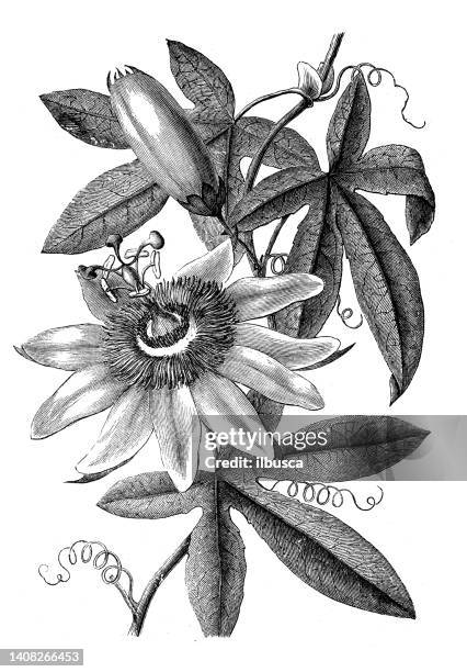 antique engraving illustration: passiflora sanguinea - passion fruit flower images stock illustrations