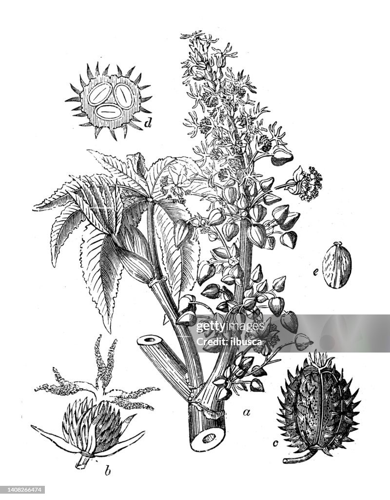 Antique engraving illustration: Ricinus communis, castor bean, castor oil plant