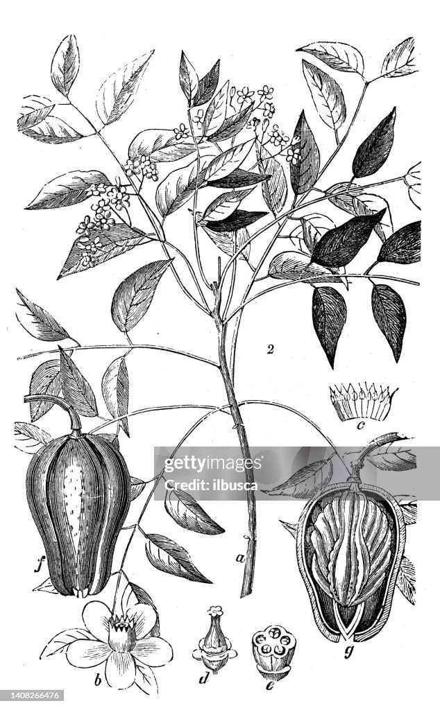 Antique engraving illustration: Swietenia mahagoni, American mahogany