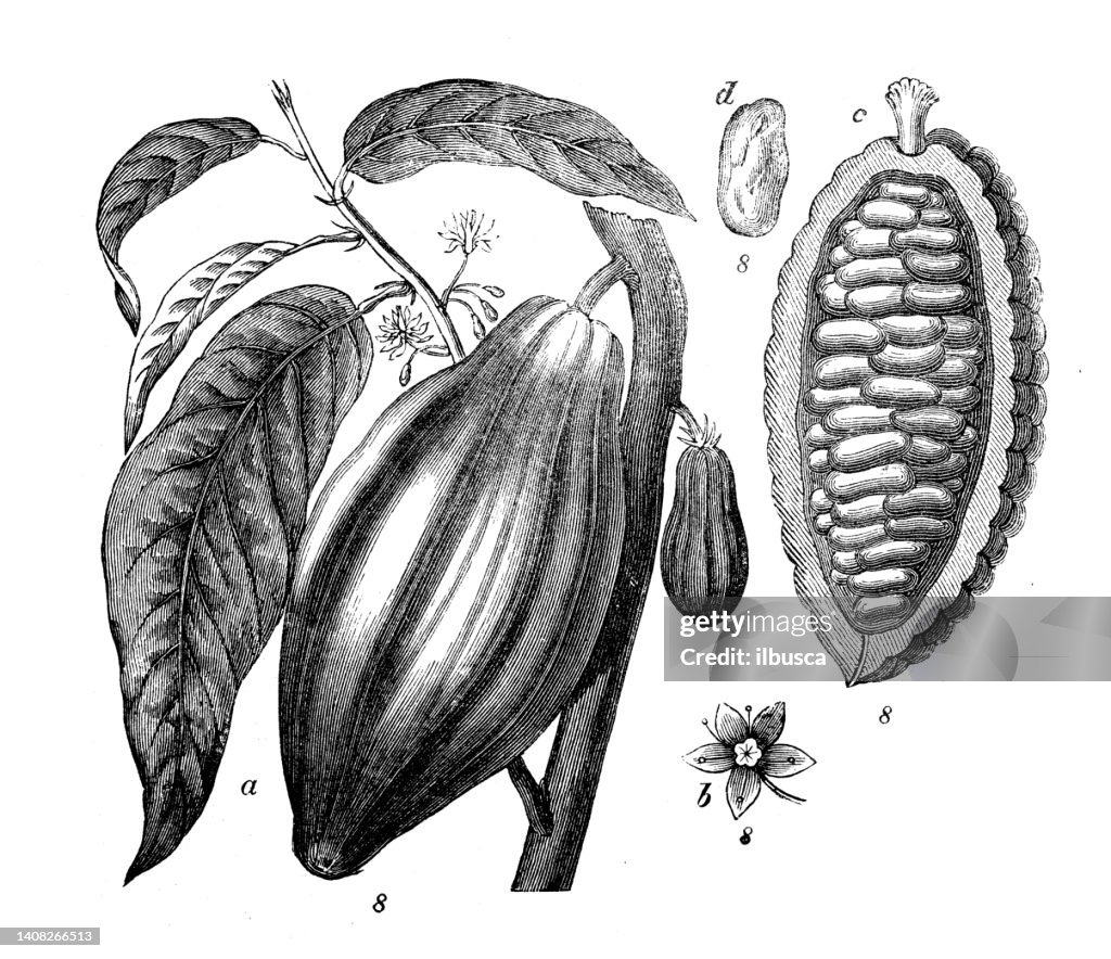 Antique engraving illustration: Theobroma cacao, cacao tree, cocoa tree