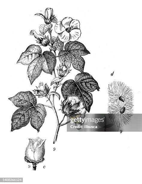 antique engraving illustration: gossypium hirsutum, upland cotton, mexican cotton, - plateau stock illustrations
