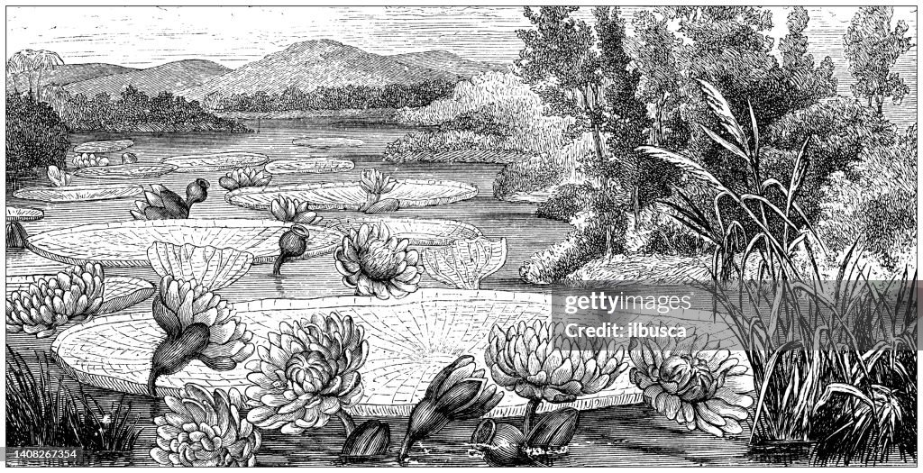 Antique engraving illustration: Victoria amazonica, Water lily
