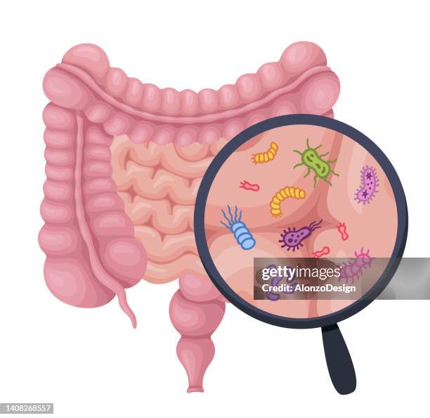ilustraciones, imágenes clip art, dibujos animados e iconos de stock de sistema digestivo humano y lupa para mostrar probióticos, bacterias, probióticos, virus, microorganismos. - sistema-digestivo-humano