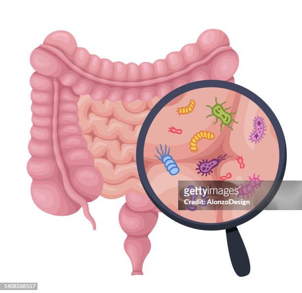 illustrations, cliparts, dessins animés et icônes de système digestif humain et verre grossissant pour montrer les probiotiques, les bactéries, les probiotiques, les virus, les micro-organismes. - bactérie