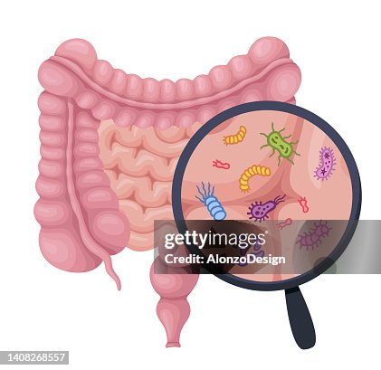 Sistema digestivo umano e lente d'ingrandimento per mostrare probiotici, batteri, probiotici, virus, microrganismi. Sistema digestivo umano e lente d'ingrandimento per mostrare probiotici, batteri, probiotici, virus, microrganismi.