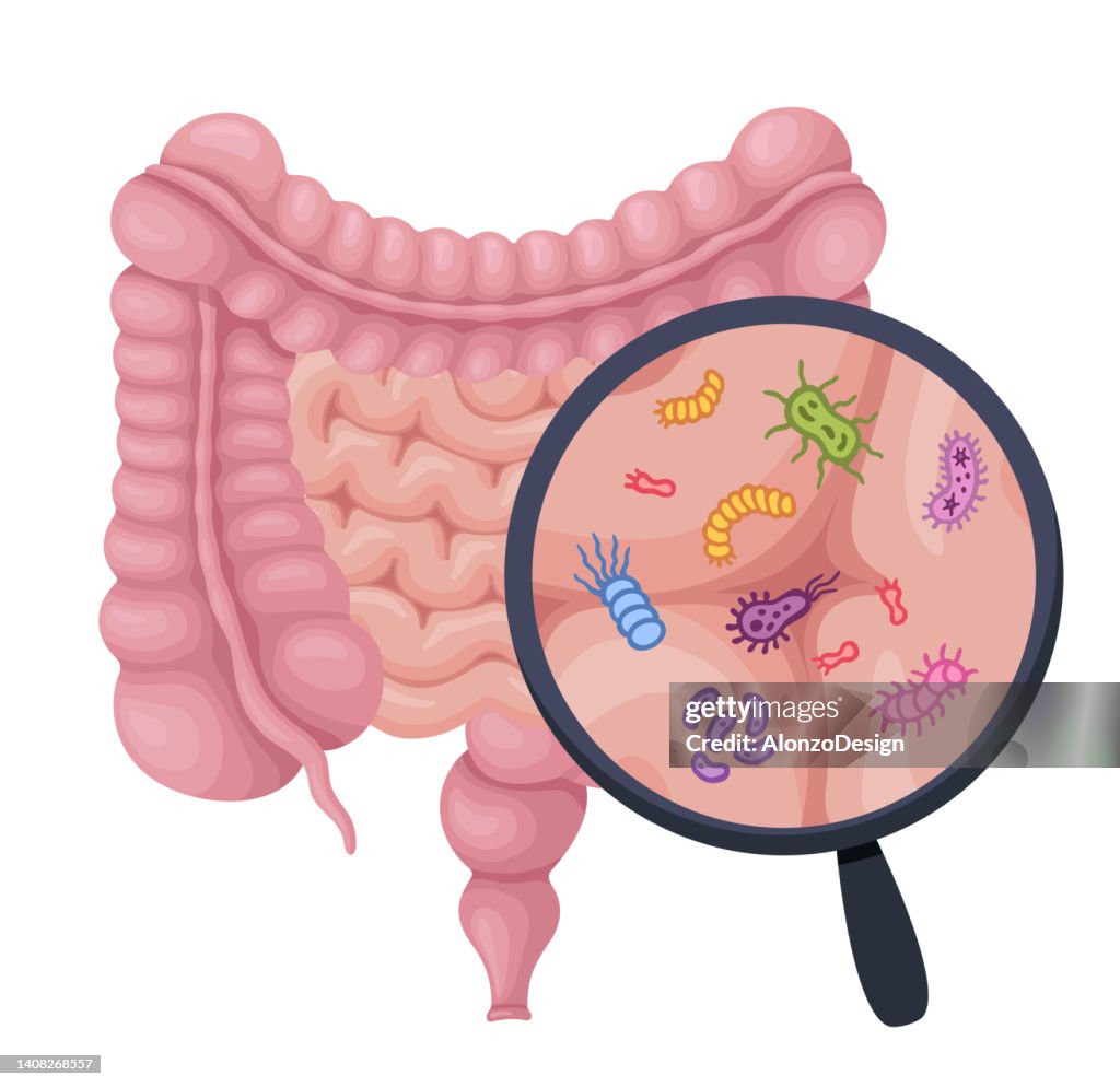 Human digestive system and magnify glass to show probiotics, bacteria, probiotics, virus, microorganisms.