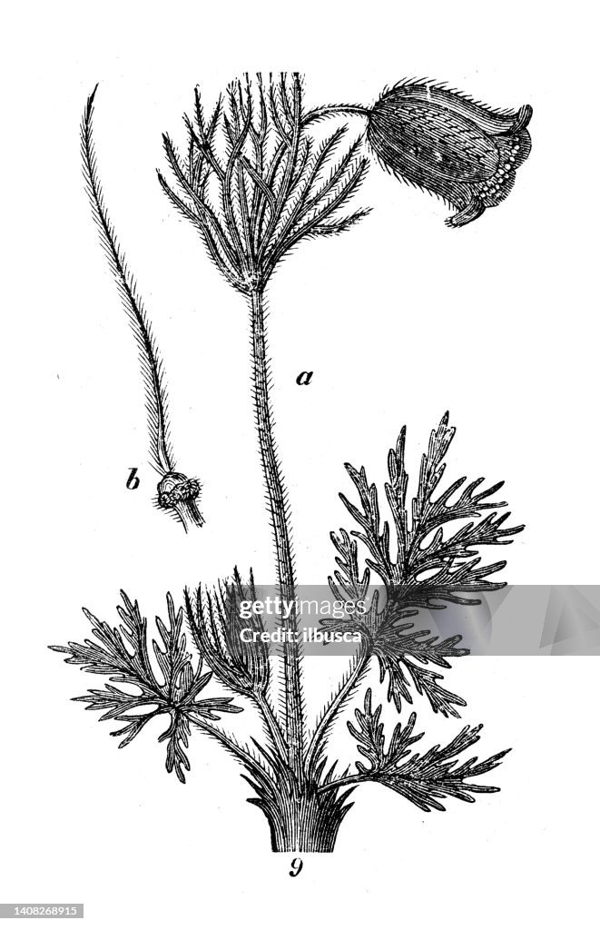 Antique engraving illustration: Pulsatilla pratensis, Anemone pratensis, small pasque flower