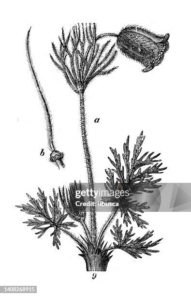 antique engraving illustration: pulsatilla pratensis, anemone pratensis, small pasque flower - pulsatilla grandis stock illustrations