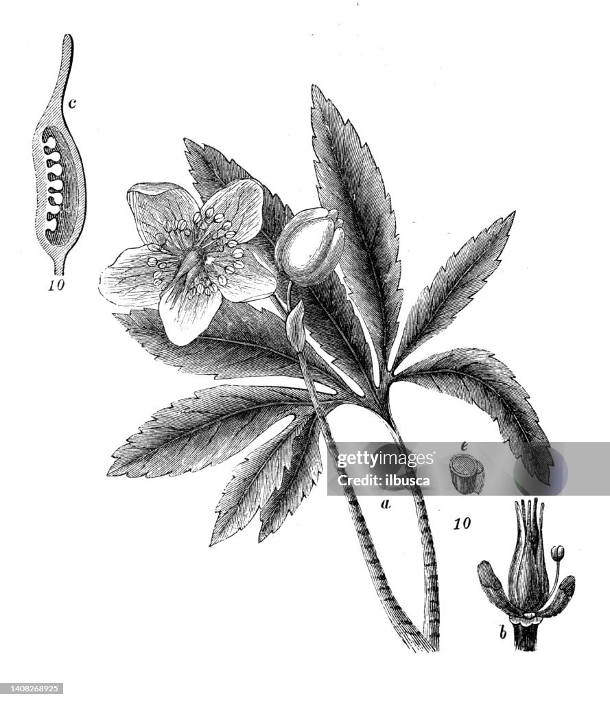Antique engraving illustration: Helleborus niger, Christmas rose, black hellebore
