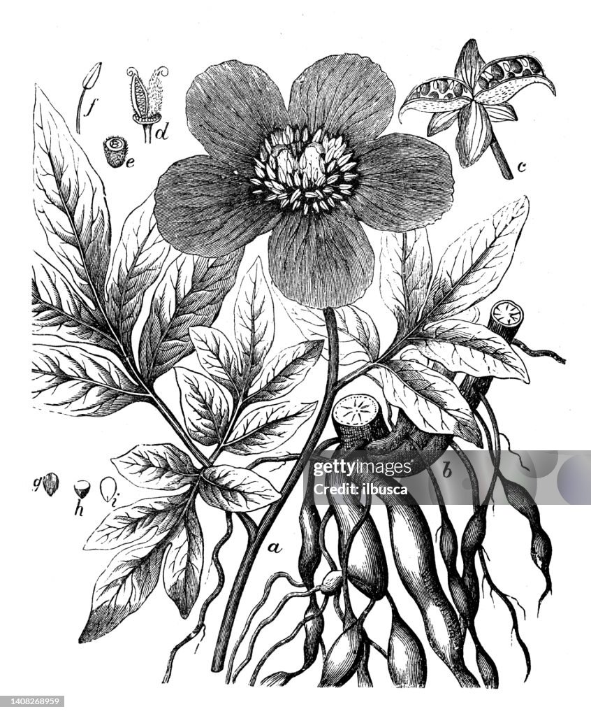 Antique engraving illustration: Paeonia officinalis, common peony