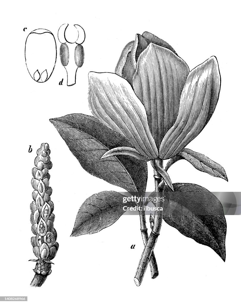 Antique engraving illustration: Magnolia grandiflora, southern magnolia, bull bay