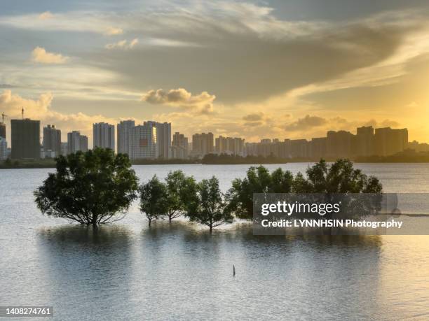 trees in the water with distanced city in the background at sunset time - 海口 ストックフォトと画像