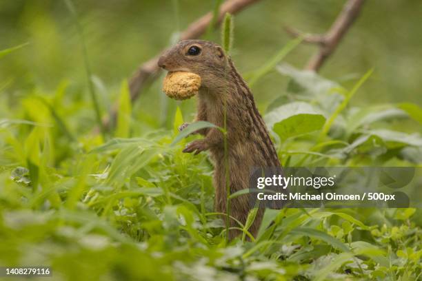 close-up of ground squirrel on grass - thirteen lined ground squirrel stockfoto's en -beelden