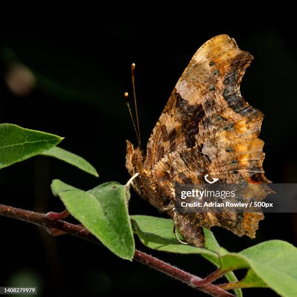 close-up of butterfly on plant - comma butterfly stock pictures, royalty-free photos & images