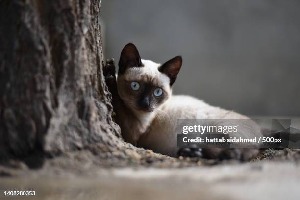 portrait of cat on tree trunk,oued smar,algeria - siamese cat stock pictures, royalty-free photos & images