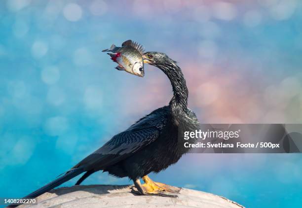 anhinga bird with a large fish in florida wetlands - kormoran stock-fotos und bilder