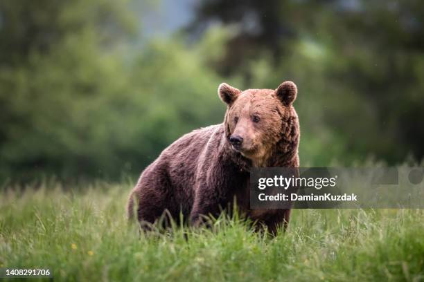 european brown bear (ursus arctos) - men beer stockfoto's en -beelden