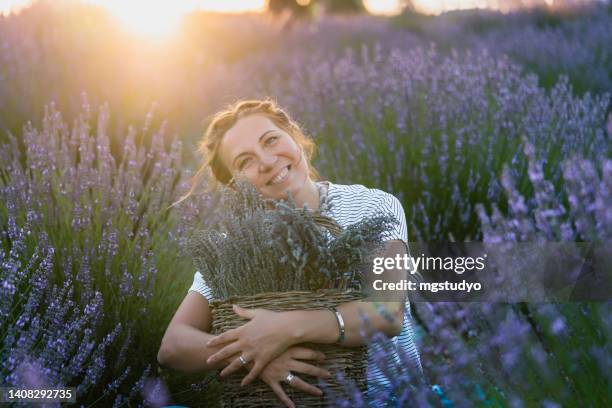 beautiful woman harvesting lavender - mature woman herbs stock pictures, royalty-free photos & images