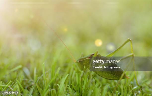 grasshopper on grass - grasshopper stock pictures, royalty-free photos & images
