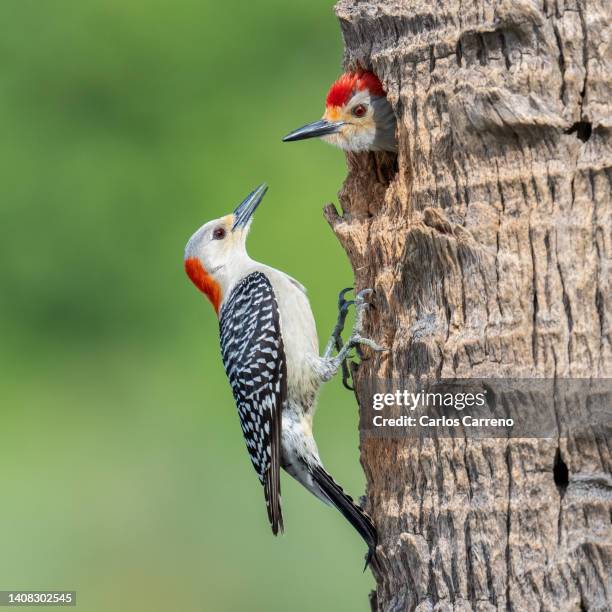 red-bellied woodpecker couple at nest - woodpecker beak stock pictures, royalty-free photos & images