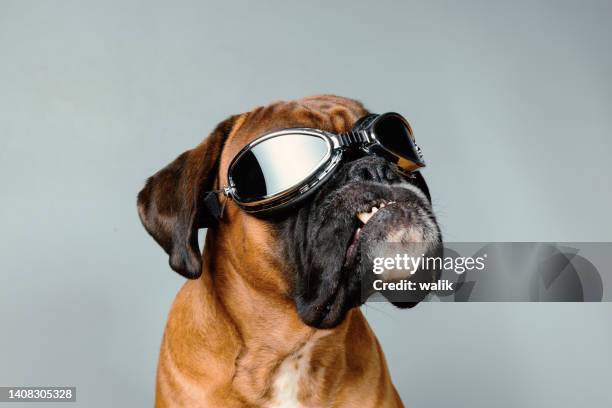 dog with fancy retro googles on grey background. - boxer vintage stockfoto's en -beelden