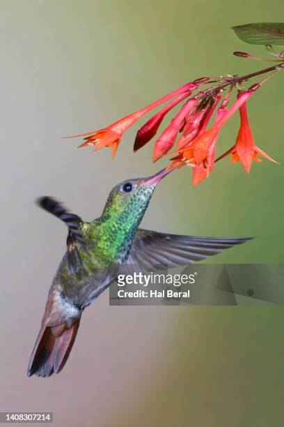rufous-tailed hummingbird  feeding on flower - braunschwanzamazilie stock-fotos und bilder