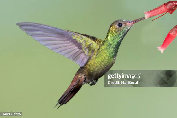 rufous-tailed hummingbird feeding on flower - braunschwanzamazilie stock-fotos und bilder