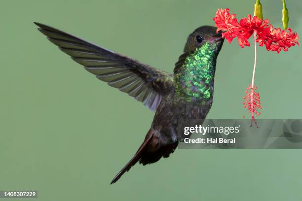 rufous-tailed hummingbird feeding on flower - braunschwanzamazilie stock-fotos und bilder