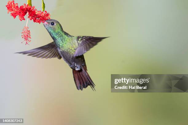 rufous-tailed hummingbird feeding on flower - braunschwanzamazilie stock-fotos und bilder