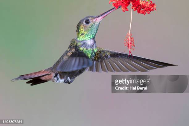 rufous-tailed hummingbird feeding on flower - braunschwanzamazilie stock-fotos und bilder