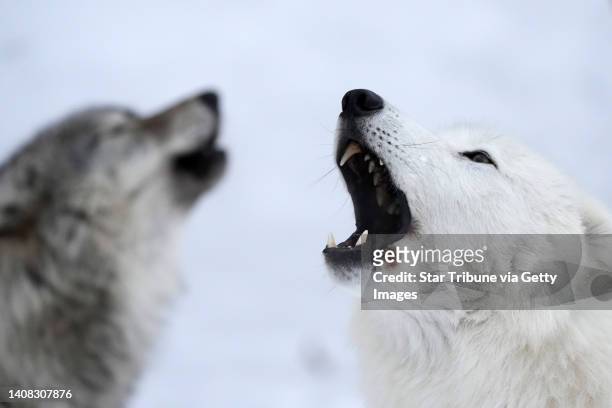Rieka, an 8-month-old gray wolf, and Grayson, a 6-year-old arctic wolf, both in the exhibit pack at the at the International Wolf Center, howl along...