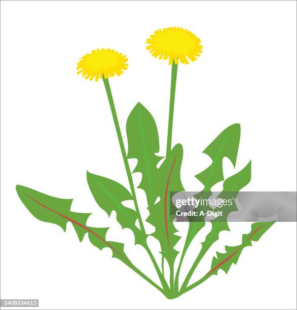 dandelion icon - wild stock illustrations