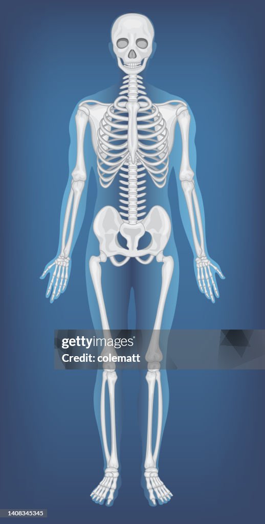 Anatomical Structure Human Skeleton High-Res Vector Graphic - Getty Images