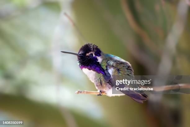 colibrí - arizona bird fotografías e imágenes de stock