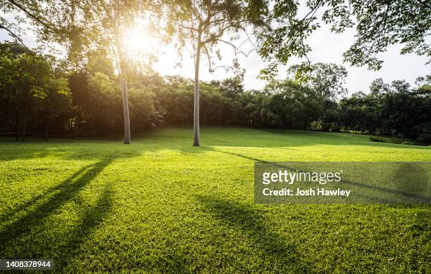 grass background - giardino domestico foto e immagini stock